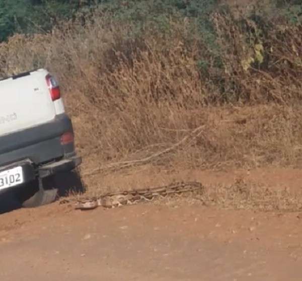 Polícia investiga motorista que tentou matar cobra manobrando o carro por cima do animal em Mossoró. — Foto: Reprodução