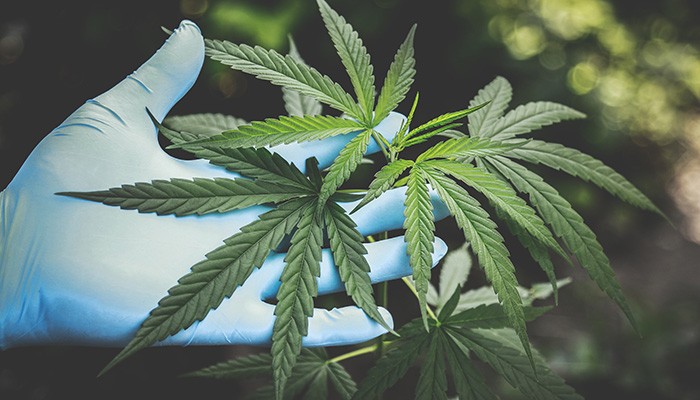 cannabis, maconha (Foto: Pexels)