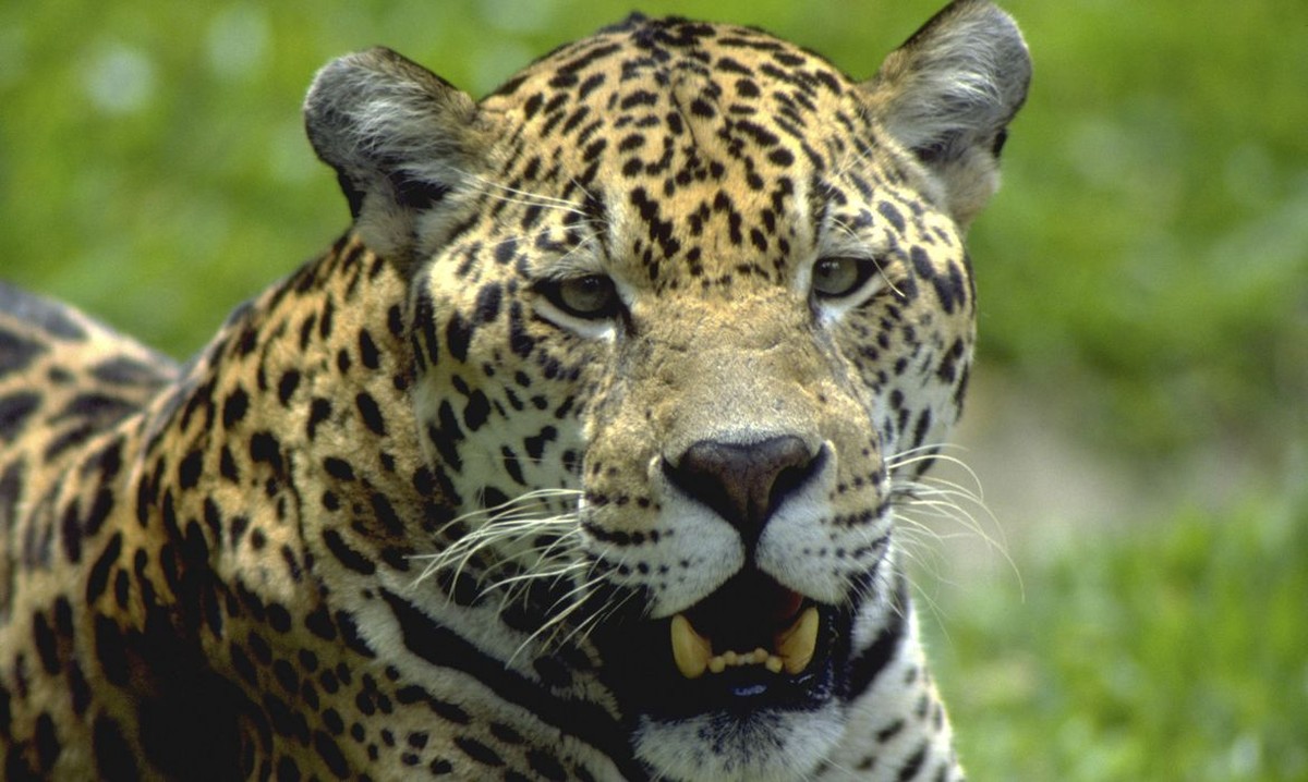 reserva en Paraná tiene 12 especies de animales en peligro de extinción |  Ciencia