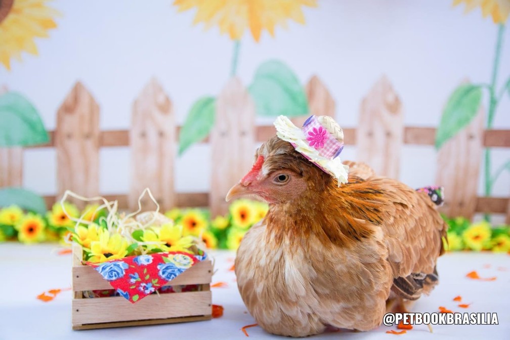 Galinha Nugget posa para foto — Foto: Pet Book Brasília/Divulgação