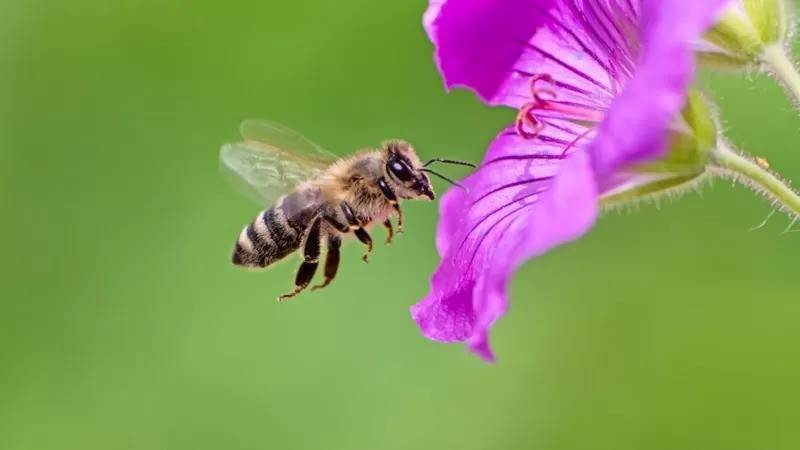 O mel e os compostos vegetais que ele contém fornecem todo tipo de benefícios para a saúde das abelhas (Foto: Getty Images )