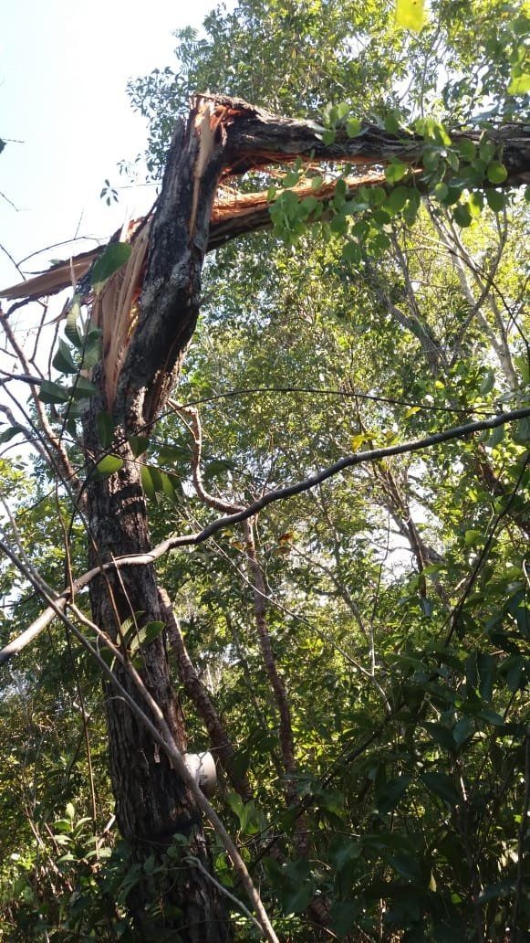 Muitas vezes, o rompimento do tronco é parcial, o que prolonga o processo de morte da árvore (Foto: SIMONE MATIAS REIS/DIVULGAÇÃO)