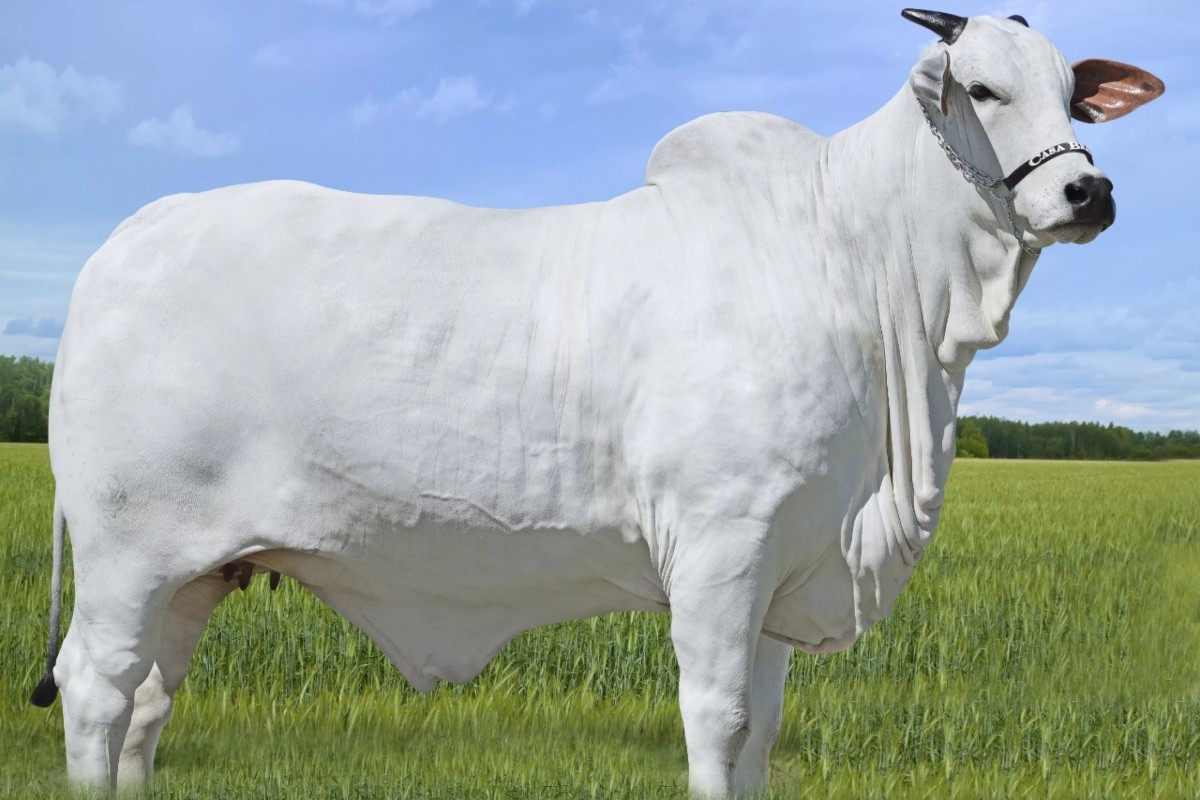 Vaca arrematada por quase R$ 6 milhões será usada para melhoramento genético de bovinos