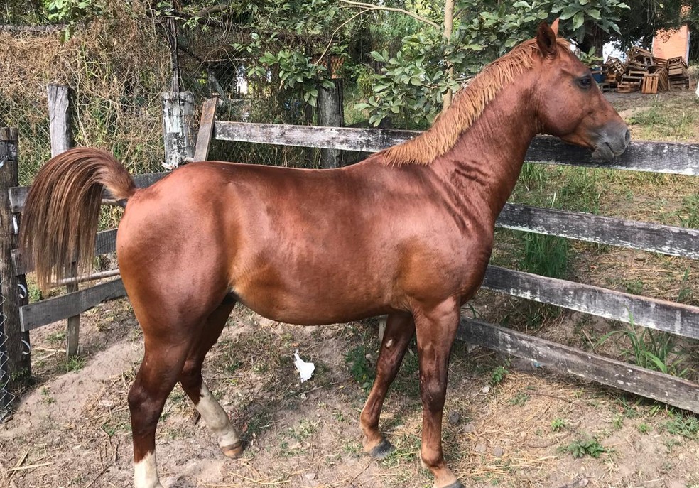 Apesar do procedimento de castração irregular, cavalo está em boas condições, segundo veterinária — Foto: Divulgação/ Dise
