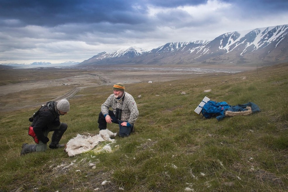 Cientistas analisam cadáveres de renas na região de Svalbard, na Noruega, onde mais de 200 animais morreram de inanição.  — Foto: Siri Uldal/AFP/ Norwegian Polar Institute