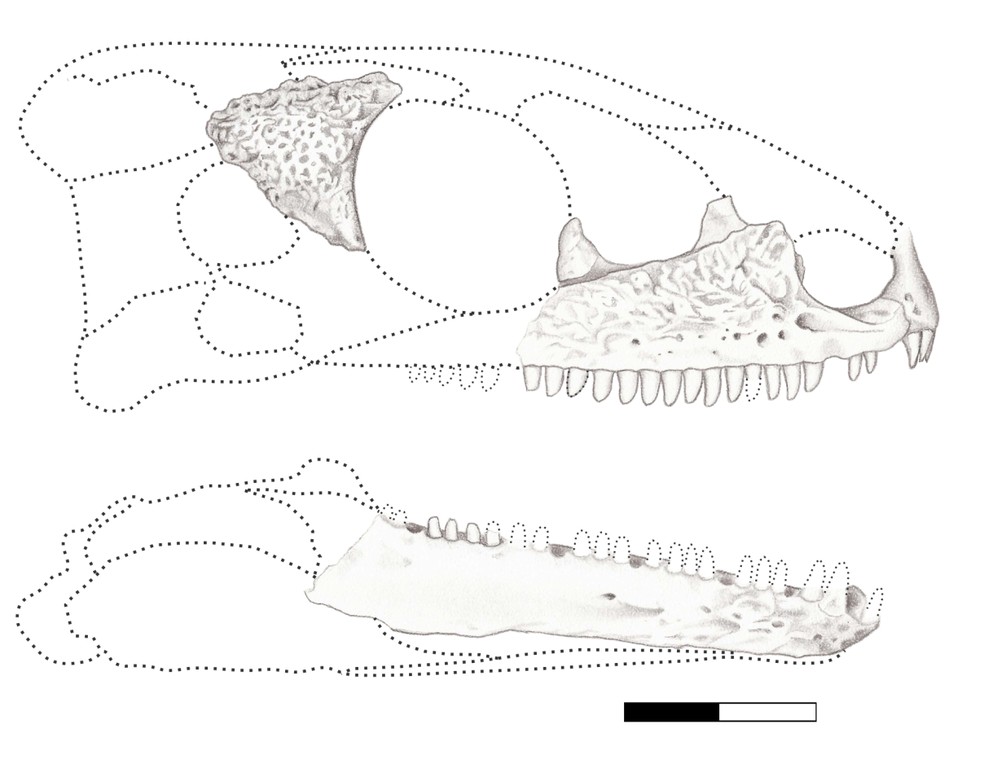 Ossos encontrados do crânio do Karutia fortunata — Foto: Reprodução