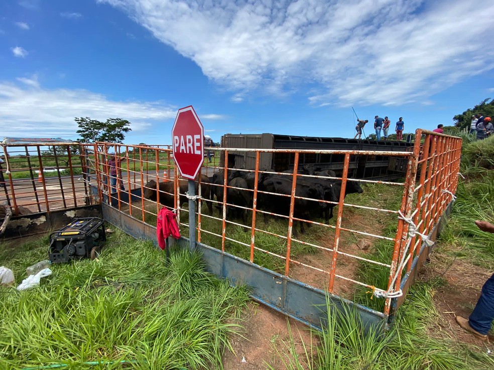 Quatro animais não sobreviveram ao acidente em rodovia em Ibitinga — Foto: Reprodução/Portal Ternura