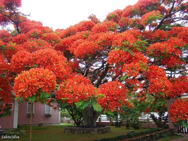 16 árvores mais lindas do mundo (Foto: reprodução)