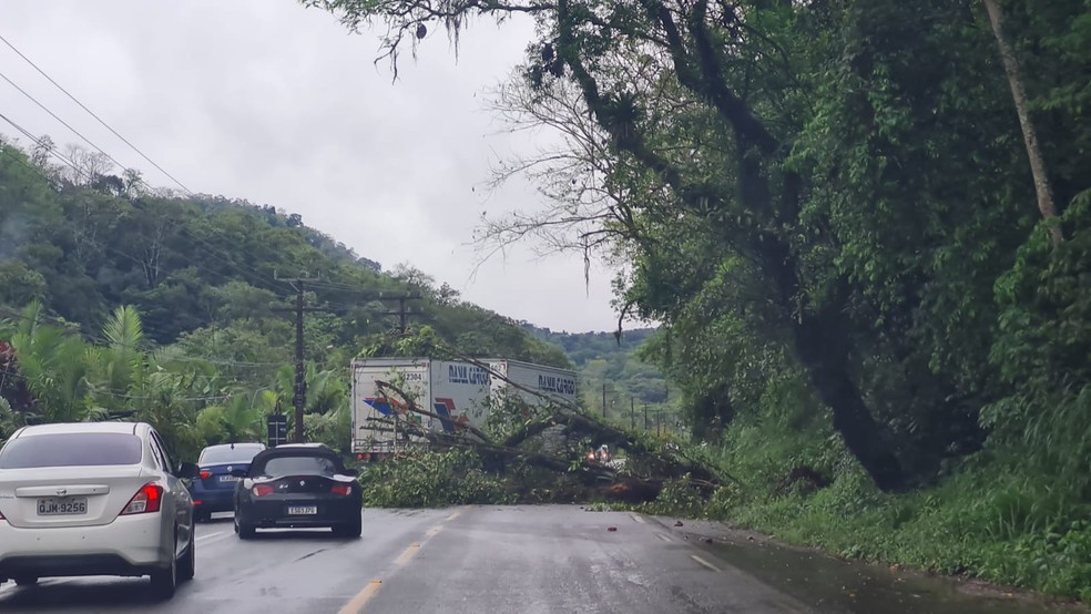 Na SC-108, no Vale do Itajaí, árvore caiu na pista — Foto: Divulgação