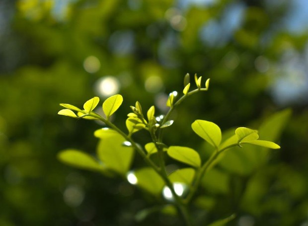As plantas crescem diretamente em direção ao luz do sol para ajudar no processo da fotossíntese (Foto: Pixabay / Ismanoor / Creative Commons)