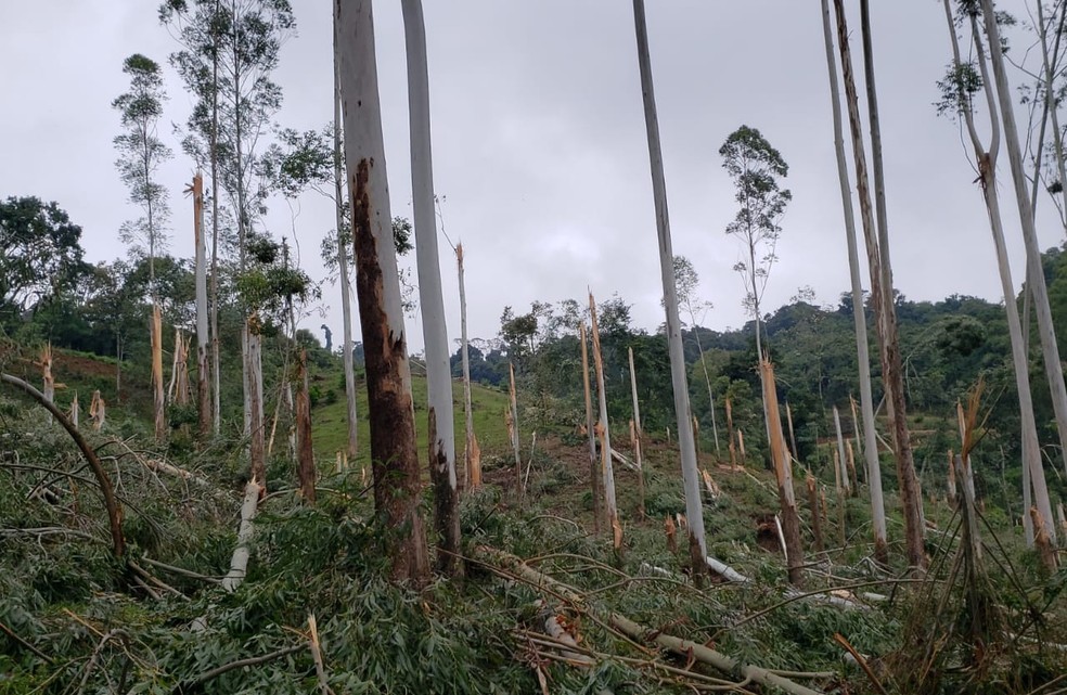 Danos pós-temporal em eucaliptos em Quilombo — Foto: Defesa Civil/Divulgação