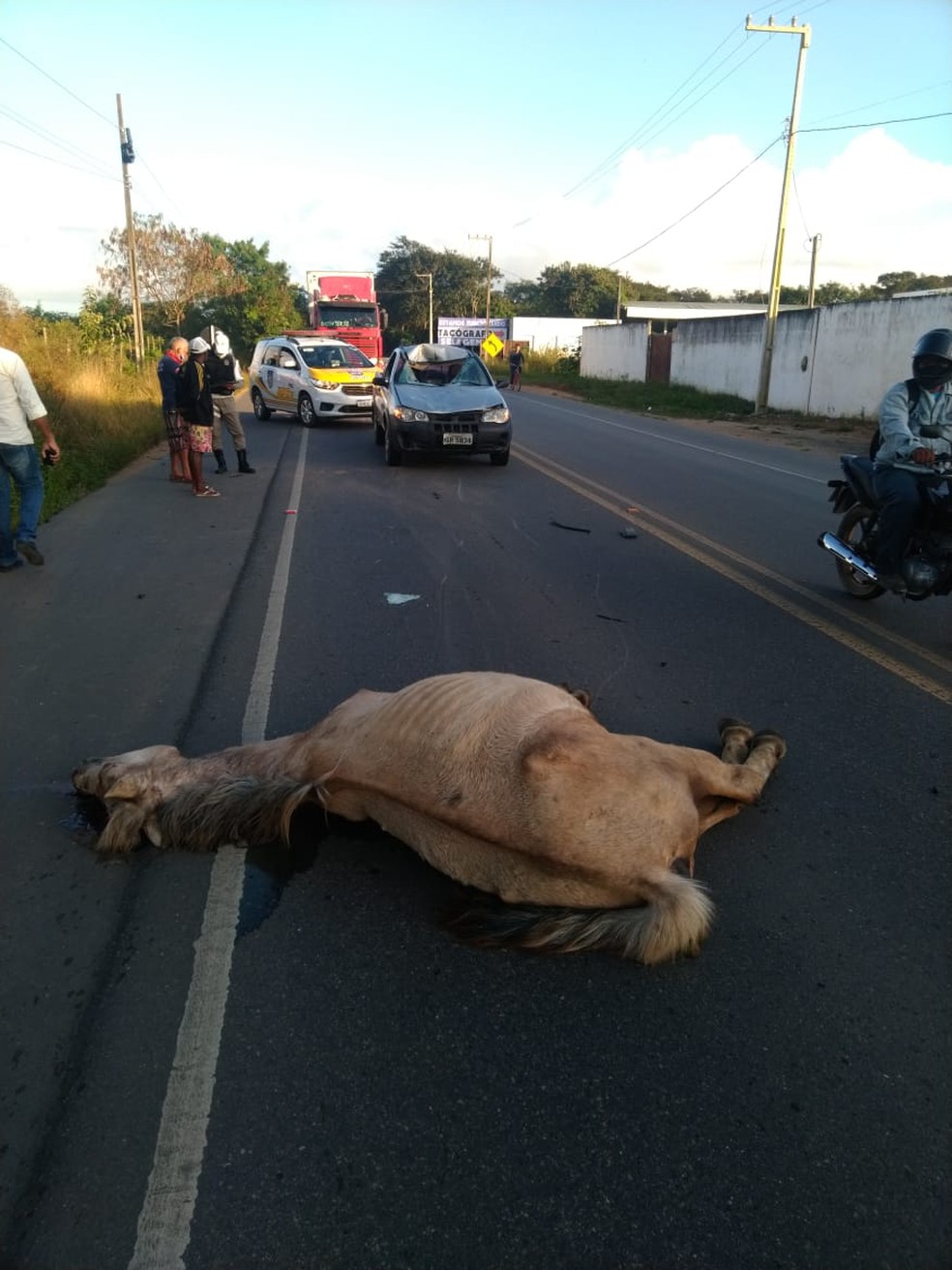 Cavalo não resistiu ao impacto da batida e morreu no local do acidente, na AL-110 — Foto: BPRv