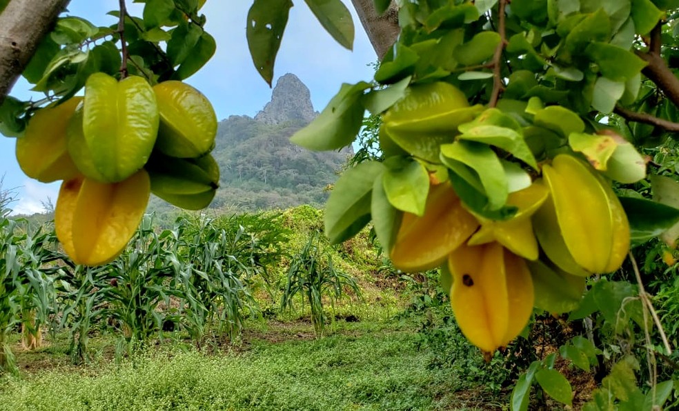 A carambola é cultivada na ilha  — Foto: Ana Clara Marinho/TV Globo