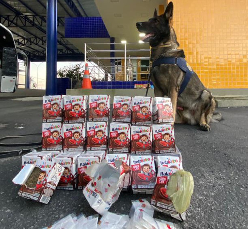 Cocaína e maconha são apreendidas em caixas de achocolatado dentro de ônibus na Bahia; cadela farejadora encontrou droga — Foto: Divulgação/PRF
