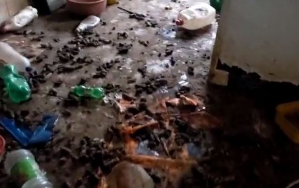  Animais foram levados para uma ONG protetora de Boituva (SP) — Foto: Polícia Civil/Divulgação