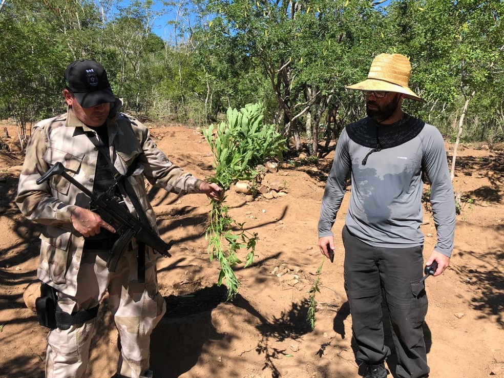 PÃ©s de maconha estavam sendo cultivados com sistema de irrigaÃ§Ã£o no interior de Alagoas â Foto: PolÃ­cia Federal/DivulgaÃ§Ã£o