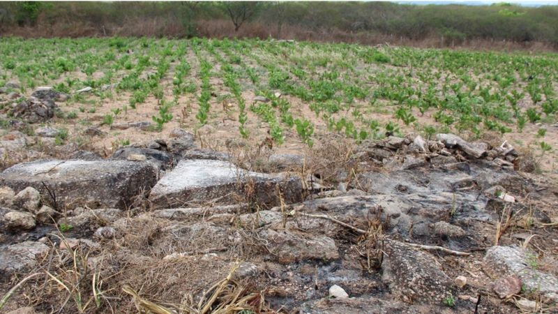 BBC - Plantação de palma em área recém-queimada em Alagoas (Foto: IMA-AL)