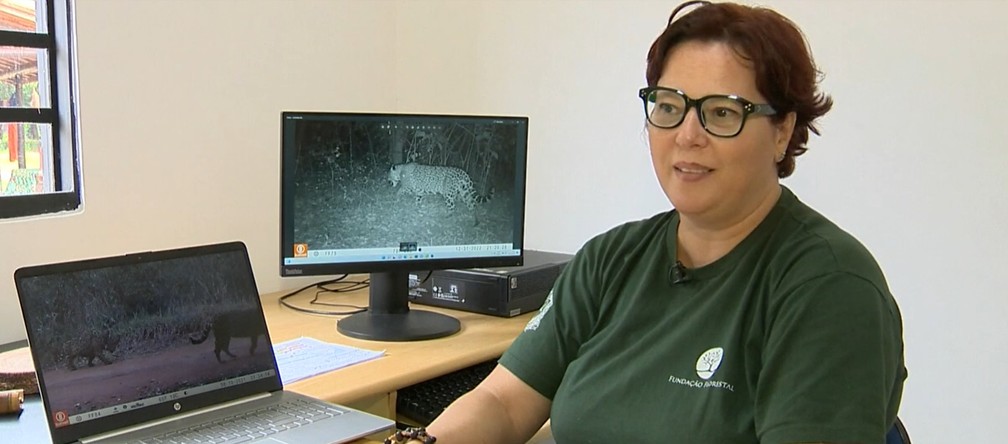 Pesquisadora da Fundação Floresta, Andrea Pires, explica sobre o mapeamento das onças-pintadas — Foto: Reprodução/TV Fronteira