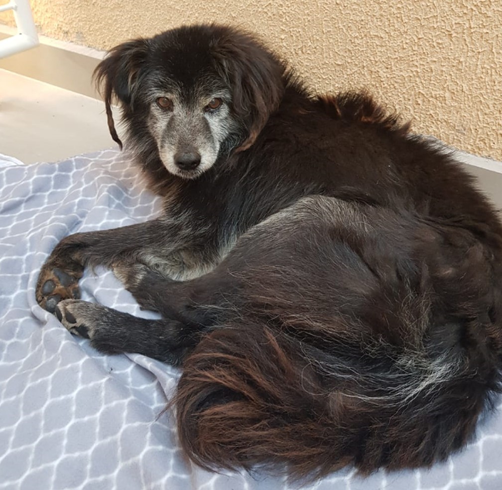 Família reencontra cachorro 10 anos após animal fugir de casa, em Curitiba  — Foto: Arquivo pessoal/Karina Bremm