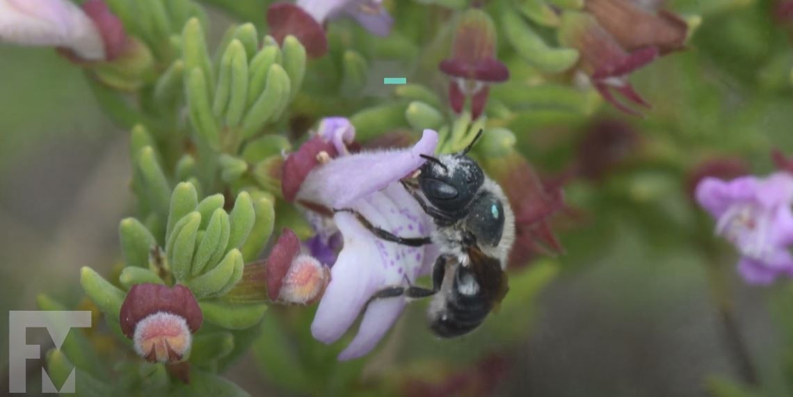 Ninho de rara abelha azul foi encontrado por cientistas do Museu de História Natural da Flórida (EUA) (Foto: Florida Museum/Youtube)
