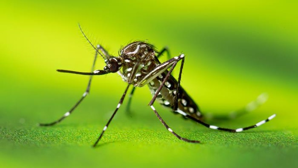 Mosquito Aedes aegypti. — Foto: Lauren Bishop