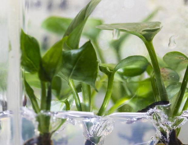 Pesquisadores modificaram geneticamente uma planta para remover o clorofórmio e o benzeno do ar (Foto: Mark Stone/Universidade de Washington)