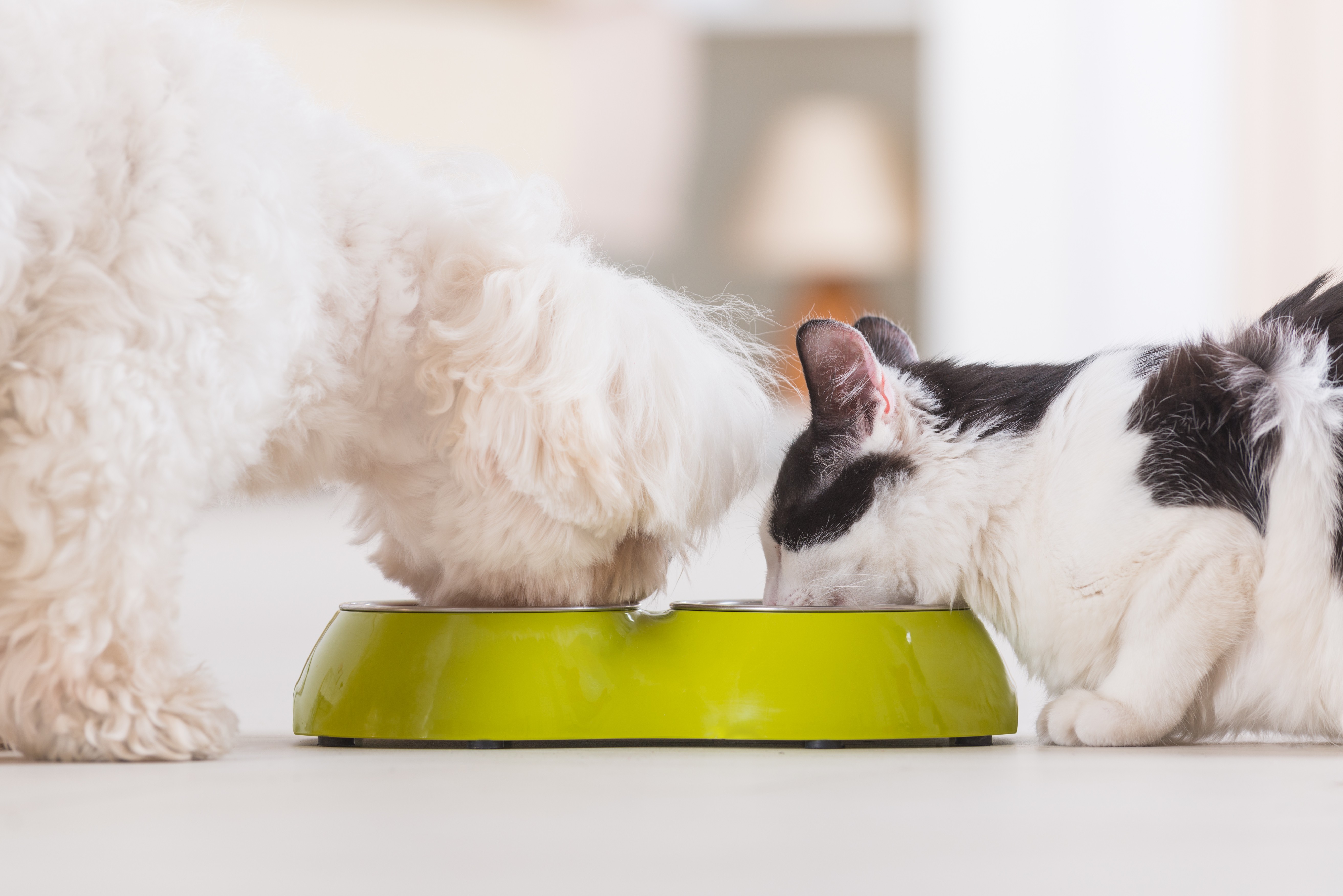 A ração dos gatos não é indicada para a dieta dos cães, mas não há problema caso o cachorro coma uma vez ou outra a comida dos bichanos (Foto: GettyImages)