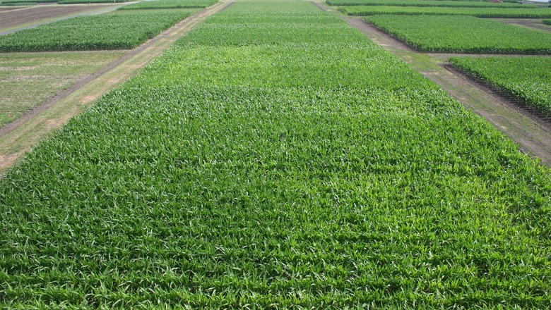 agricultura-campo-monsanto (Foto: Divulgação/Monsanto)