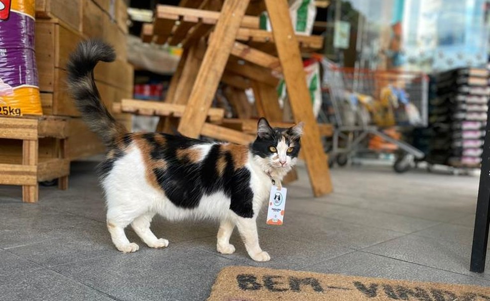 Felinos são atração principal da loja e passeiam pelo local — Foto: Arquivo Pessoal