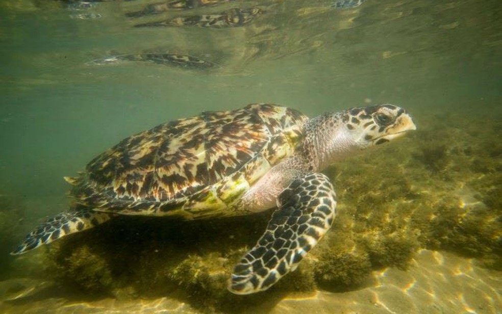 Tartaruga de Pente também é considerada em extinção no estado (Foto: Rui Rezende/ Sema)