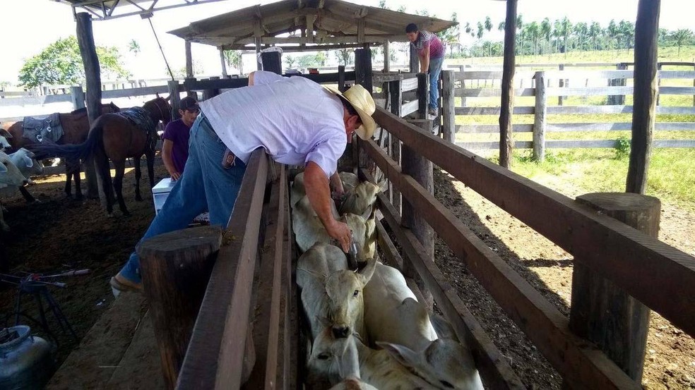 Voto pela suspensão da dose partiu dos produtores, segundo o governador Marcos Rocha. — Foto: Divulgação/ASCOM ADEPARÁ