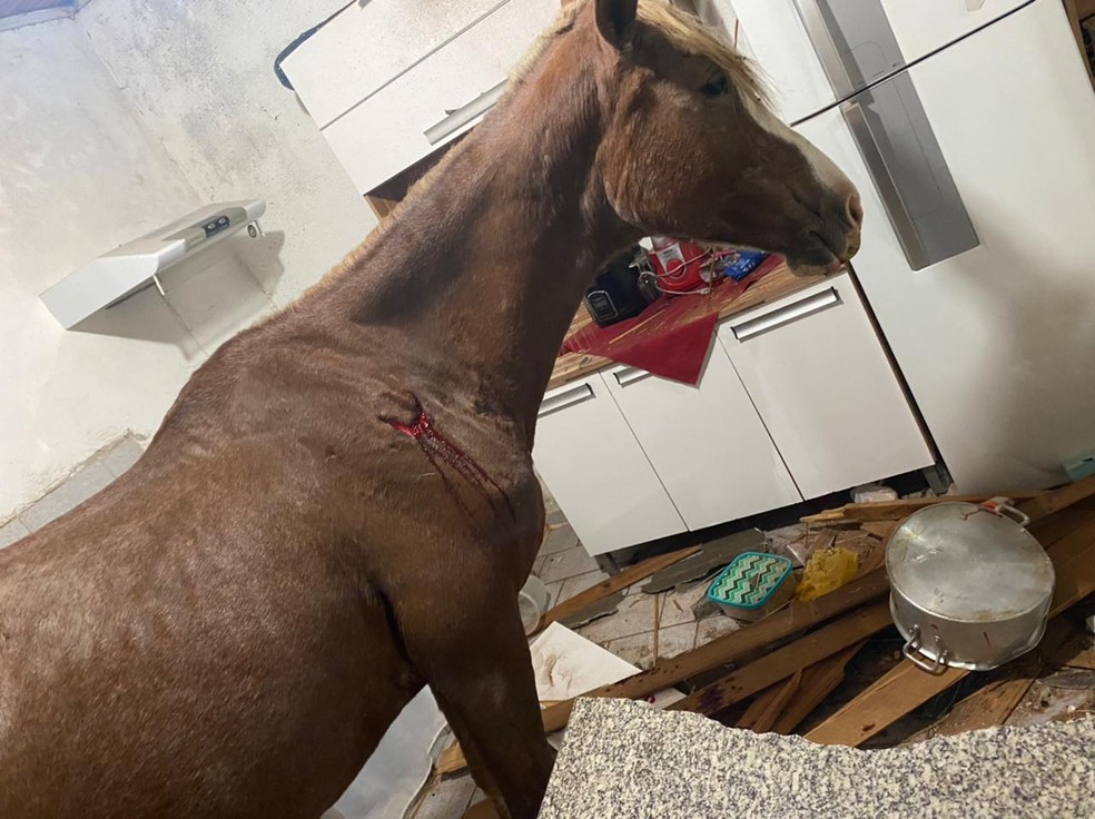 Égua caiu do telhado e parou na cozinha de uma casa em Presidente Prudente — Foto: Cedida/CCZ