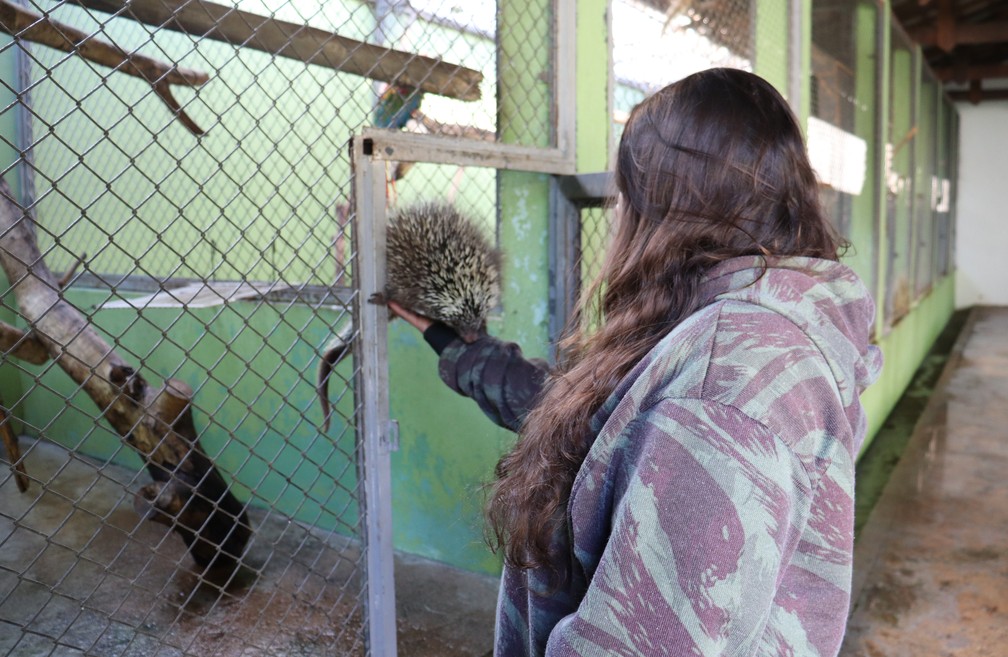 Érica Silva Pellosi atende animais resgatados que são encaminhados à Cidade da Criança — Foto: Stephanie Fonseca/g1