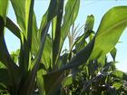 Agricultores do PR vivem um bom momento com o milho e a soja