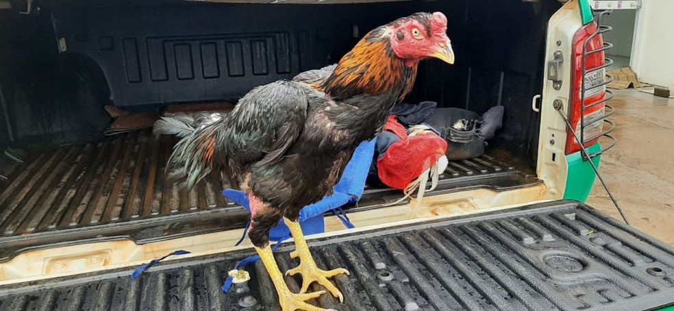 Nove galos e equipamentos foram apreendidos no local, que fica na zonal rural de Capanema — Foto: Polícia Ambiental/Divulgação