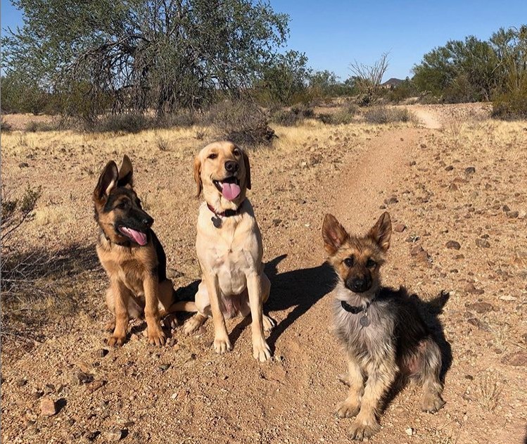 Jessie (esquerda), Hazel (centro) e Ranger (direita) (Foto: Reprodução Instagram @ranger_thegshepherd)