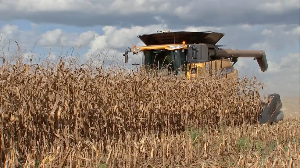 Mato Grosso colheu 19 milhões de toneladas de milho em 2016; previsão é colher 28 milhões de toneladas em 2017 — Foto: Reprodução/TVCA