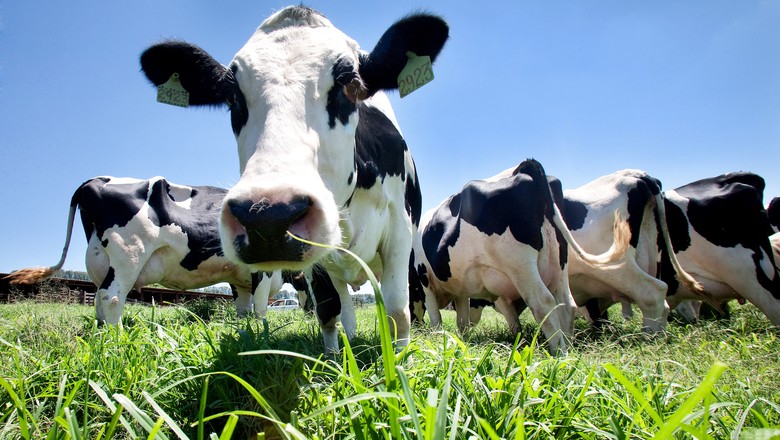 vaca-leite-gado-pecuaria-bovino-leiteiro-holandesa (Foto: Rogério Cassimiro/Ed. Globo)
