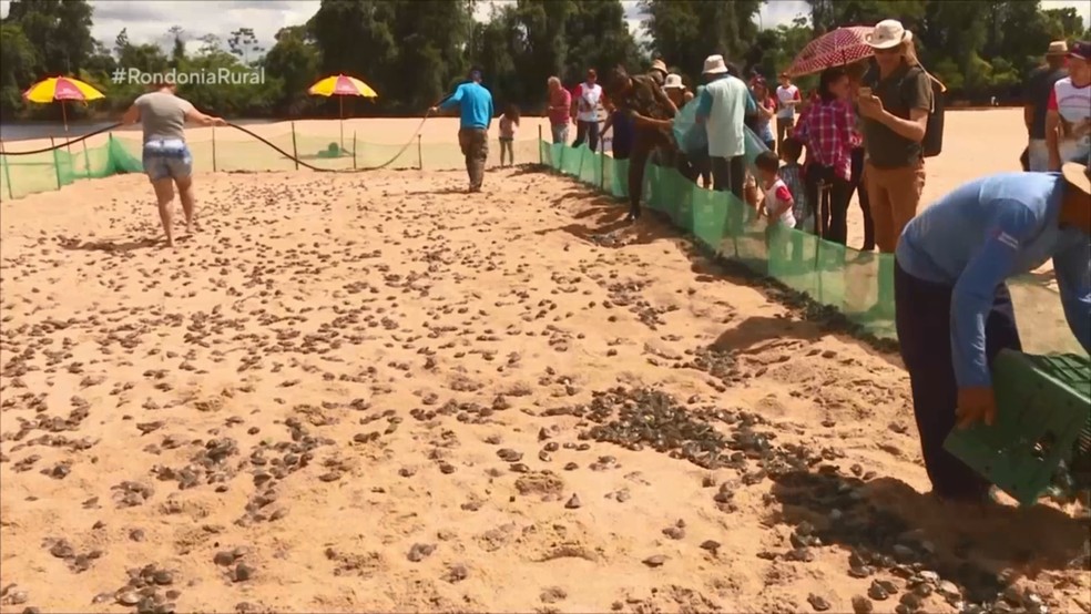 Tartarugas ficarão 20 dias em cativeiro no Rio Guaporé — Foto: Rede Amazônica/Reprodução