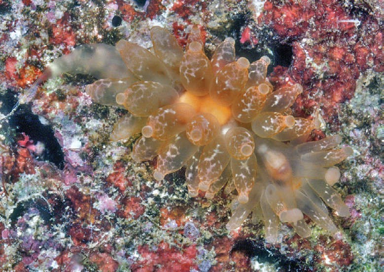 Lesma do mar da espécie Madrella amphora (Foto: Terry Gosliner © 2018 California Academy of Sciences)