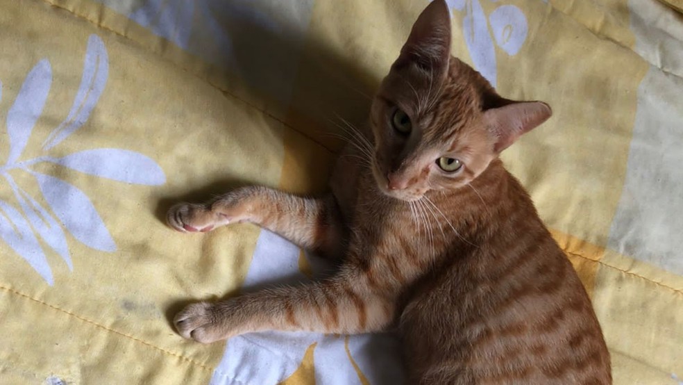 Gato Amarelinho de volta ao lar após reencontrar dona — Foto: Solidee Lodovici/Arquivo pessoal