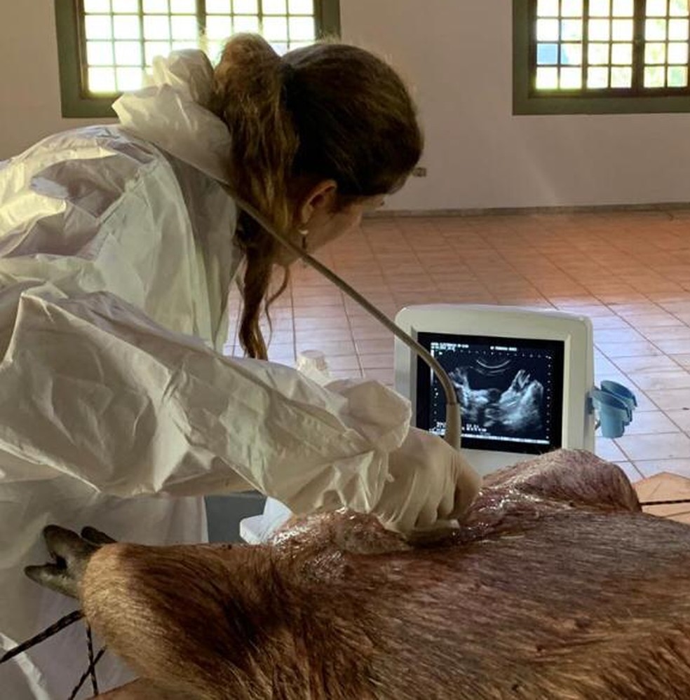Animais passam por procedimentos em SÃ£o Paulo â€” Foto: Arquivo pessoal