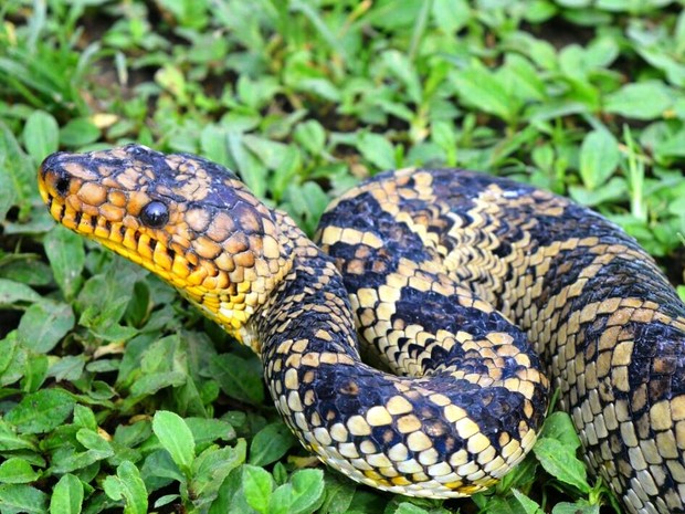 Cobra arco-íris: nova espécie de cobra é descoberta no Vietnã
