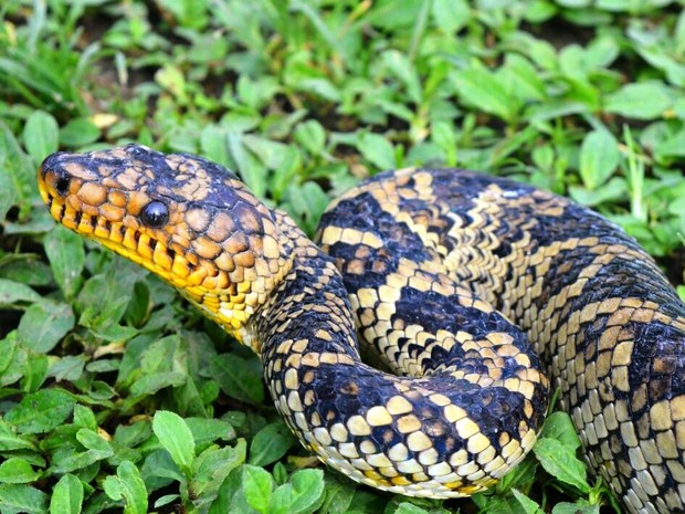 Vídeo mostra cobra rara de cor azul extremamente venenosa