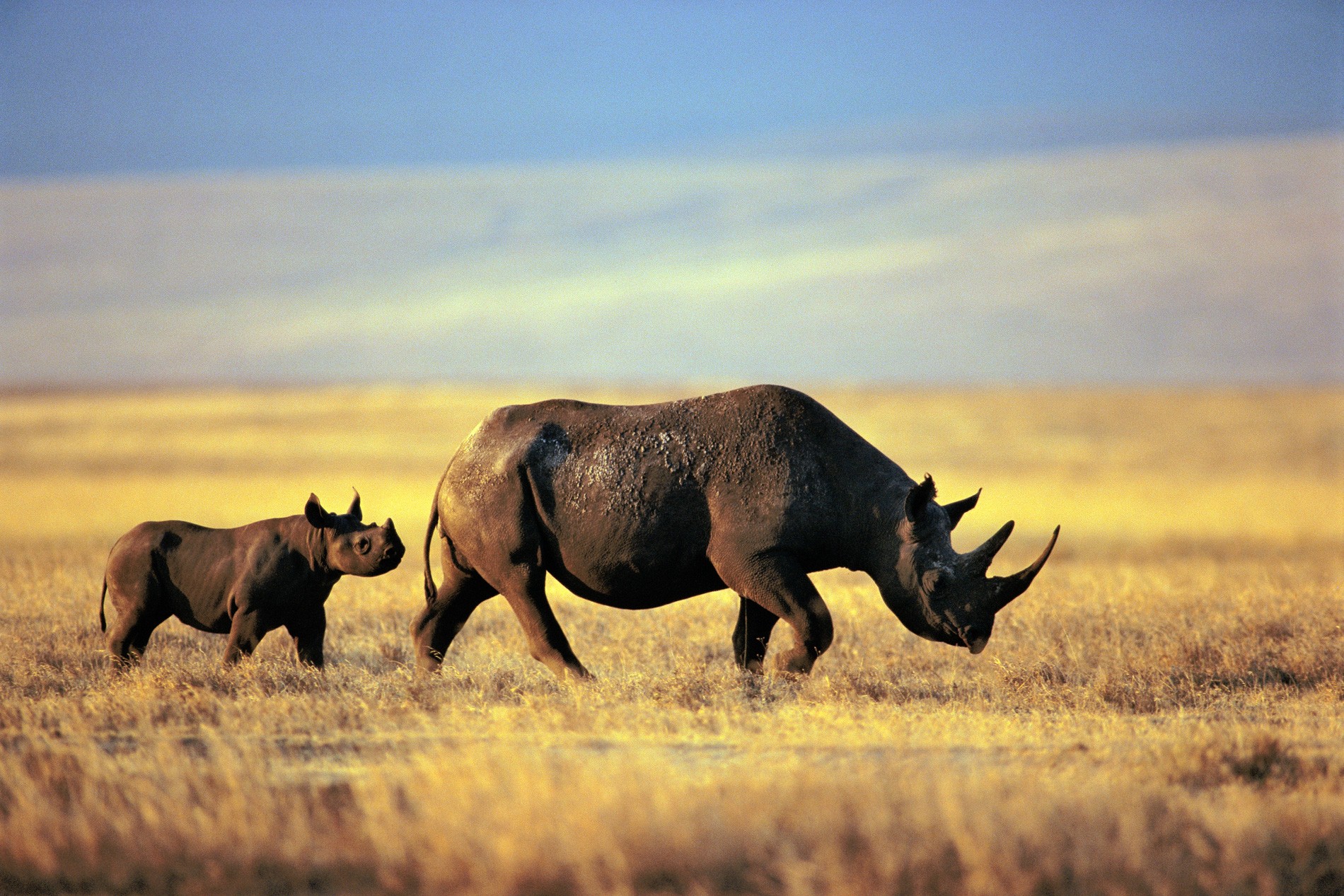 Rinoceronte 'mais velha do mundo' morre na Tanzânia aos 57 anos thumbnail