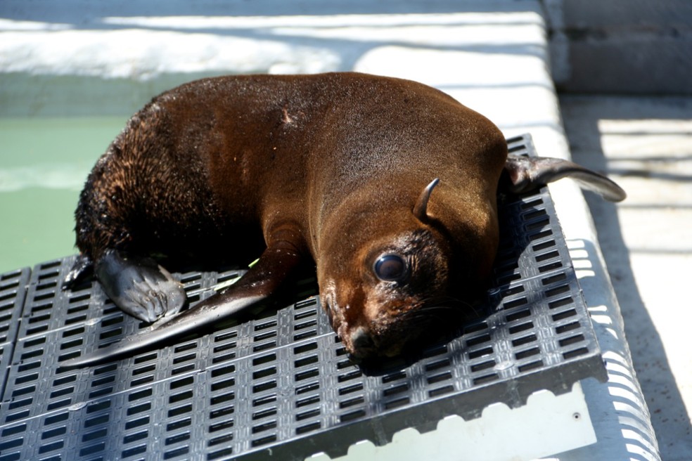 Animal marinho estava com corte profundo nas costas. O ferimento foi cicatrizado para ele voltar ao mar — Foto: Nilson Coelho/ R3 Animal/ Divulgação