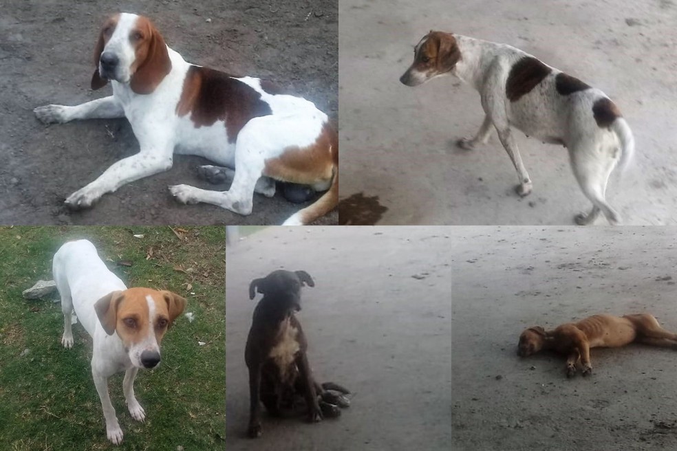 Os cães que salvaram Julian do ataque de uma onça-pintada em Porto Murtinho (MS): 'Anjos da Guarda' — Foto: Arquivo pessoal
