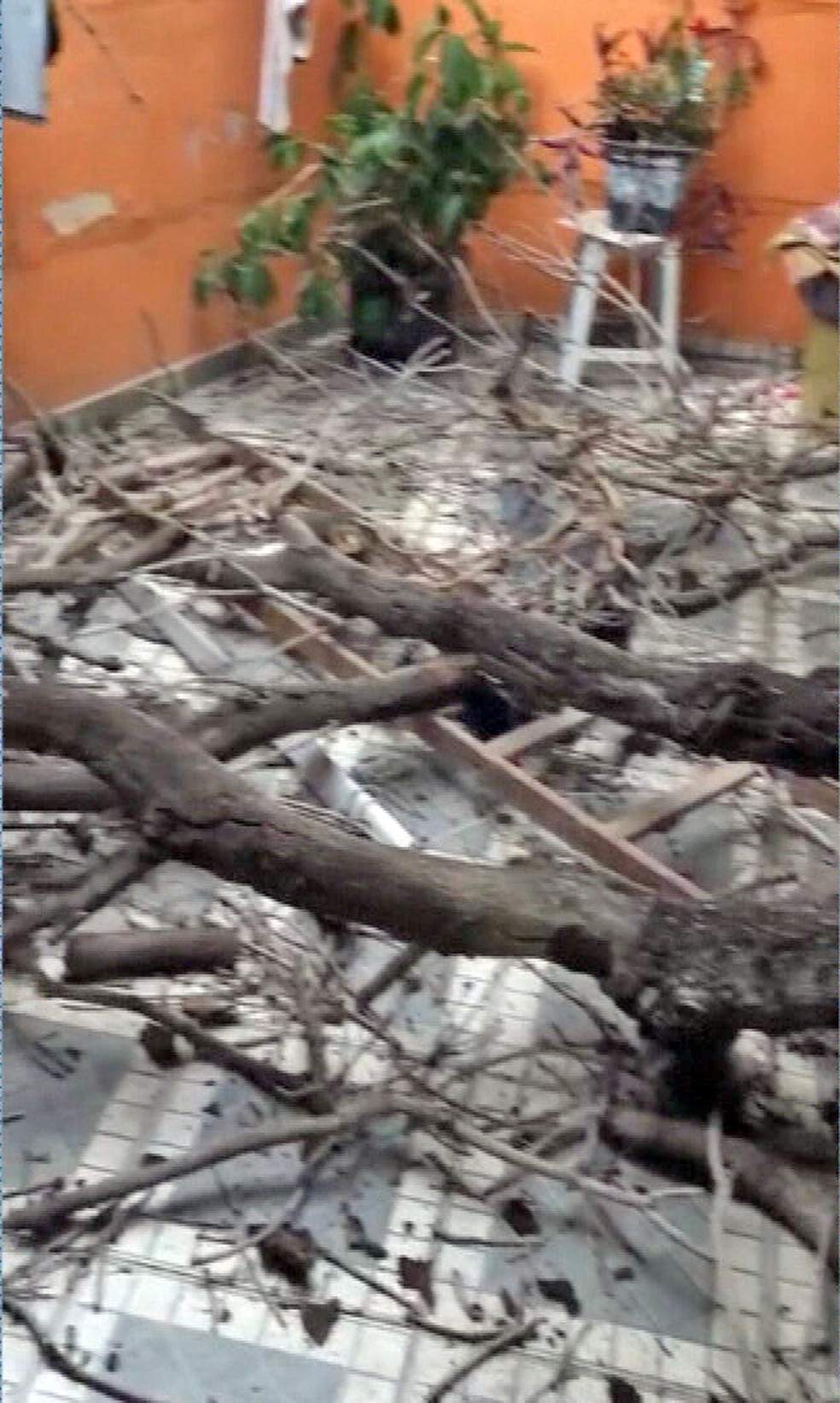 Galhos caem no pátio de casa de idosa em Irajá — Foto: Reprodução/TV Globo