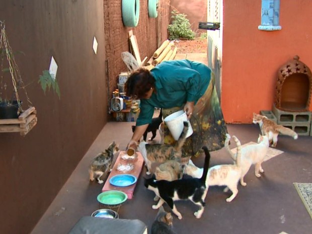 Moradora de Araraquara adota 18 gatos em sete anos (Foto: Rodrigo Sargaço/EPTV)