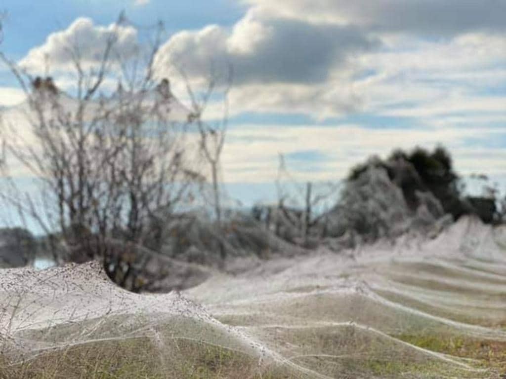 Teias de aranha gigantes dominam paisagem na Austrália após fortes chuvas na região de Victoria (Foto: Reprodução/Reddit)
